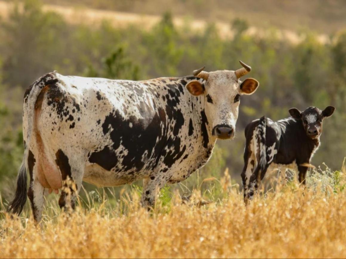 Cornellskop Country Stay Botrivier Εξωτερικό φωτογραφία